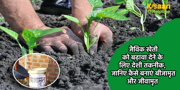 जैविक खेती को बढ़ावा देने के लिए देशी तकनीक, जानिए कैसे बनाएं बीजामृत और जीवामृत जैविक खेती को बढ़ावा देने के लिए देशी तकनीक, जानिए कैसे बनाएं बीजामृत और जीवामृत